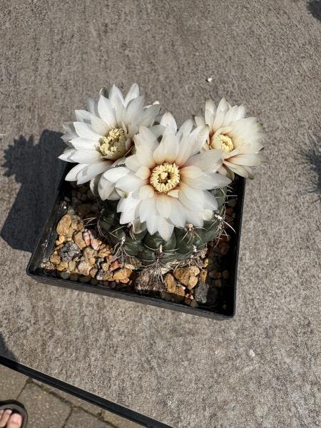 Gymnocalycium stellatum